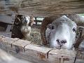 Rare breed sheep, Bede's World IMGP6569